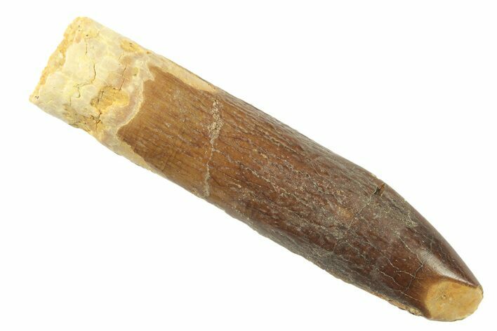 Fossil Sauropod Dinosaur (Titanosaur?) Tooth - Morocco #238738